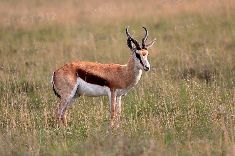 Springbok (Antidorcas marsupialis), adult, male, foraging, alert, Mountain Zebra National Park, Eastern Cape, South Africa, Africa