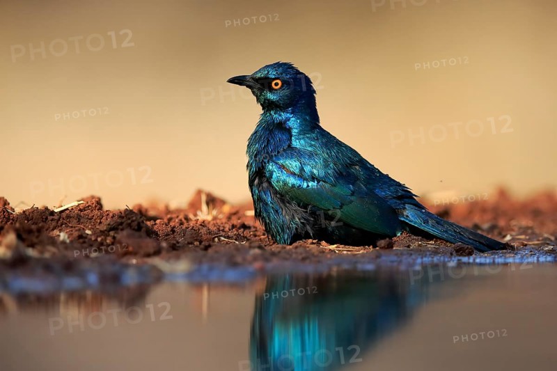 Red-shouldered Glossy Starling (Lamprotornis nitens), adult, in the water, bathing, Kruger National Park, Kruger National Park, Kruger National Park South Africa