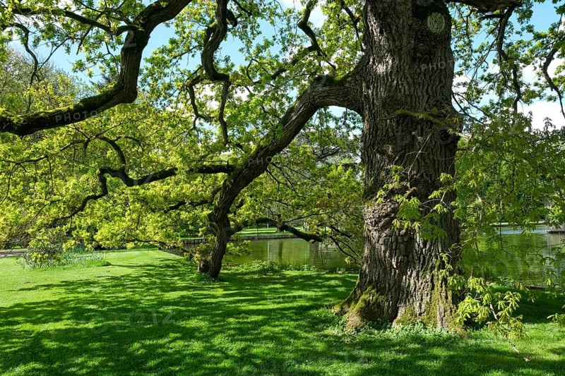 English oak (Quercus robur) in spring, Münsterland, North Rhine-Westphalia, Germany, Europe