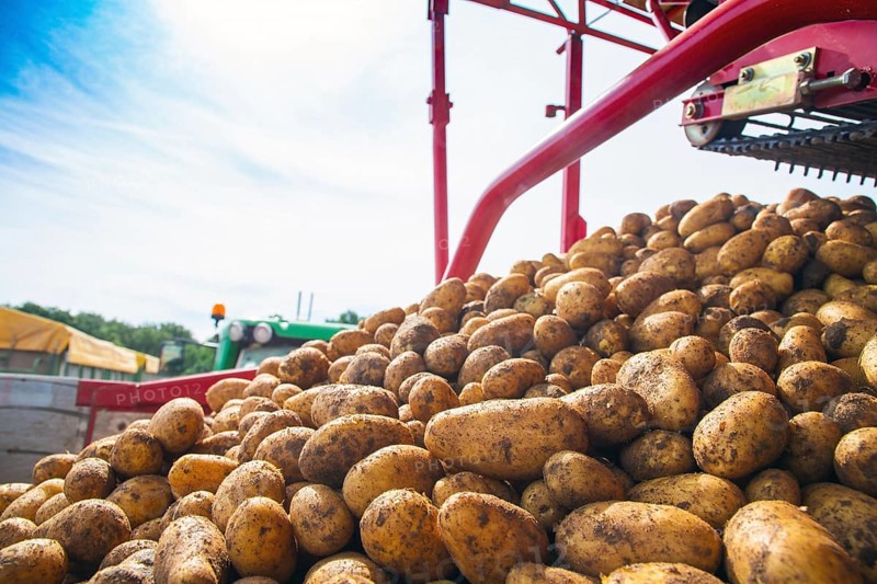Agriculture harvesting of table potatoes in Mutterstadt, Palatinate