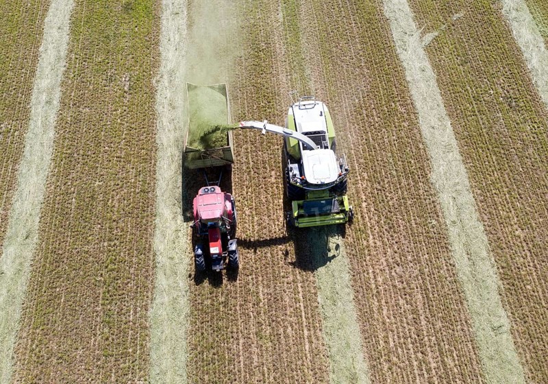 Aerial view of forage harvesting on an organic farm. A forage harvester transports the chopped forage grass into a hillside, Mücheberg, 02/06/2020