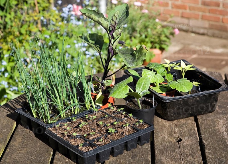 Trays of vegetable seedlings on an outside garden table, UK