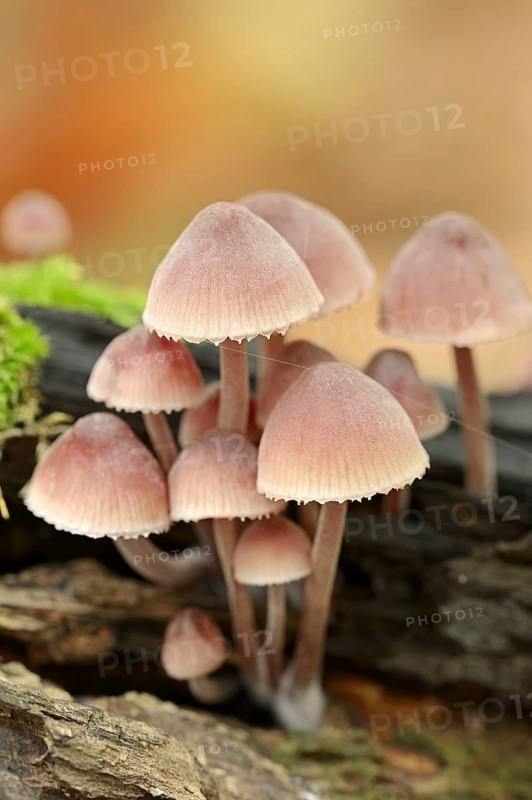 Large blood helminth (Mycena haematopus), North Rhine-Westphalia, Germany, Europe
