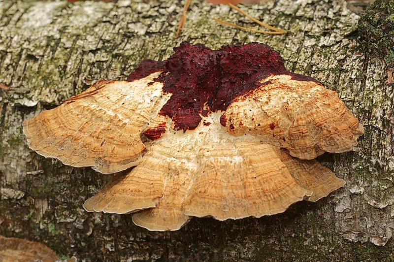 Reddening Tramete or Reddening Leaf Whorl (Daedaleopsis confragosa), North Rhine-Westphalia, Germany, Europe