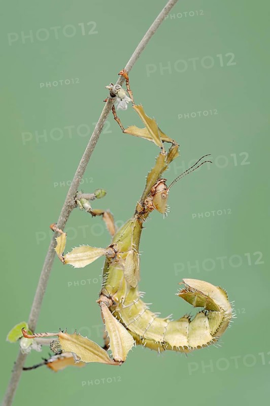Giant prickly stick insect (Extatosoma tiaratum), female, captive, occurrence in Australia