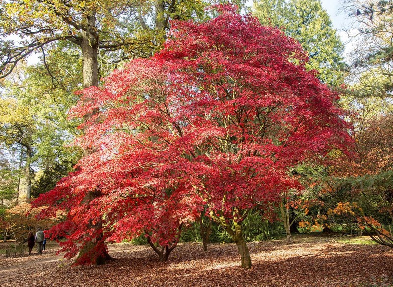 Japanese maple trees in autumn colour, Acer Palmatum, National arboretum, Westonbirt arboretum, Gloucestershire, England, UK