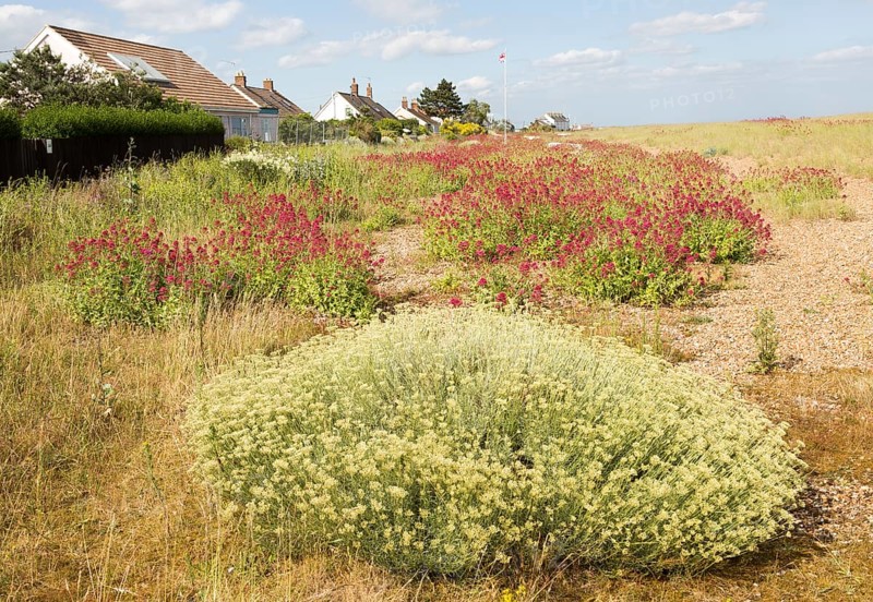The Curry plant, Helichrysum italicum, and Red Valerian, Centranthus ruber, Shingle Street, Hollesley, Suffolk, England, UK