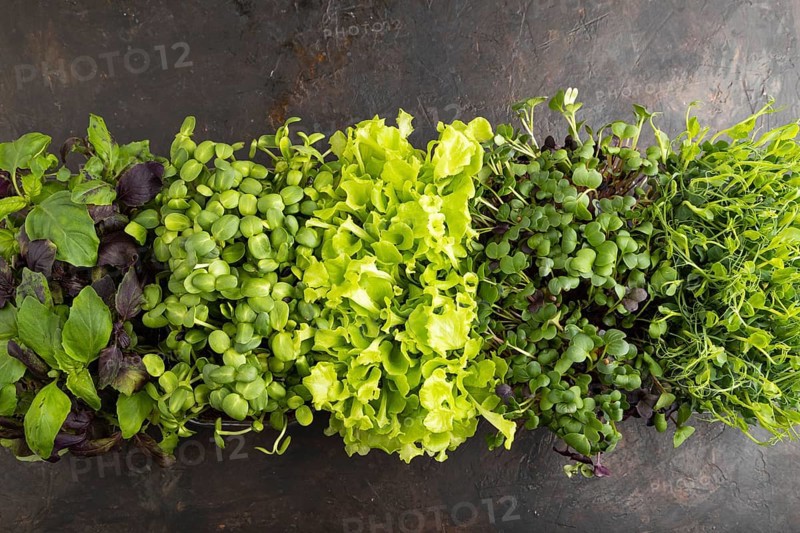 Set of boxes with microgreen sprouts of purple and green basil, sunflower, radish, lettuce on black concrete background. Top view, flat lay