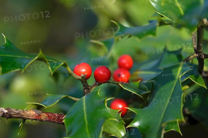 Holly (Ilex aquifolium), February, Germany, Europe