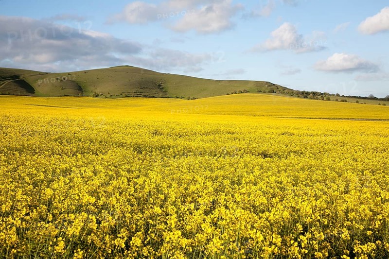 Yellow oil seed rape crop flowering with chalk scarp slope at Alton Barnes, Wiltshire, England, United Kingdom, Europe