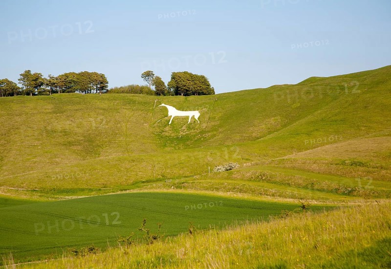 White horse in chalk scarp slope Cherhill, Wiltshire, England, UK dating from 1780