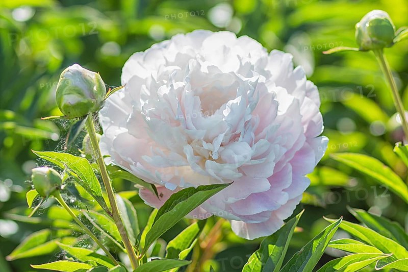 Pink peony flower in a botanical garden