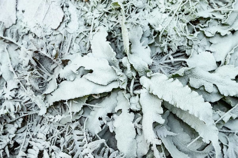 Fern leaves and grass covered with hoarfrost. Abstract floral background, garden and winter concept. Frost texture, close up, flat lay, top view