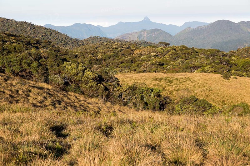 Montane grassland and cloud forest environment Horton Plains national park, Sri Lanka, Asia, distant Adam's Peak, Asia