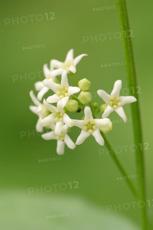 European spindle (Euonymus europaeus), flowers, North Rhine-Westphalia, Germany, Europe