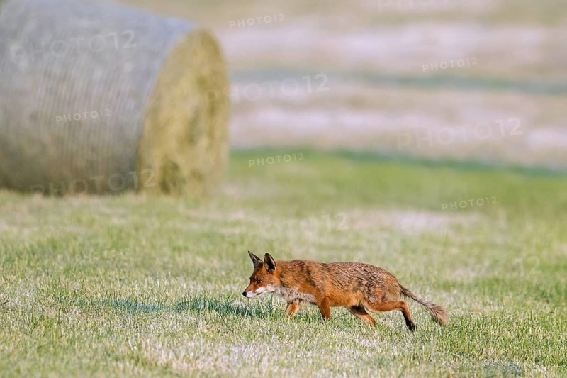 Red fox (Vulpes vulpes) showing early stage of mange infection, hunting in freshly mowed meadow, cut grassland with round hay bales in summer