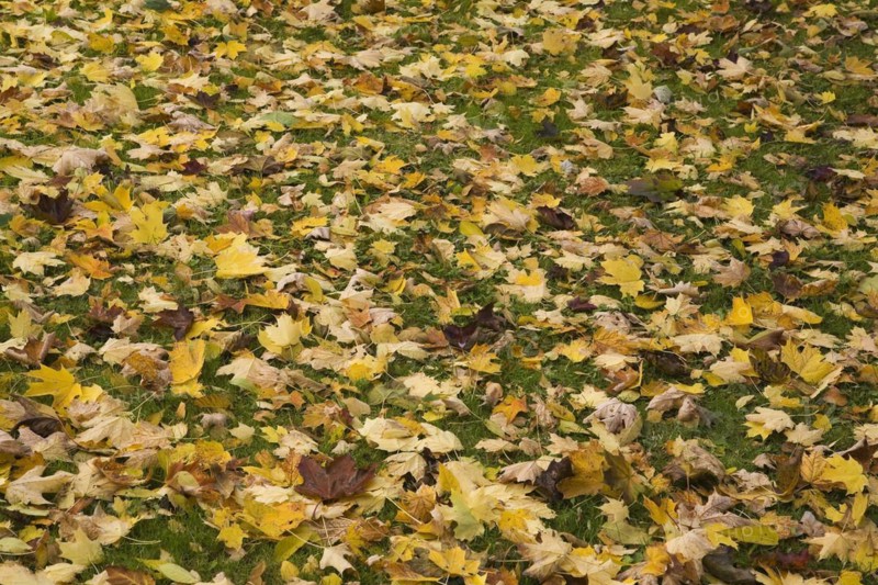 Fallen bright yellow and brown Acer, Maple tree leaves on green grass lawn in autumn, Quebec, Canada, North America
