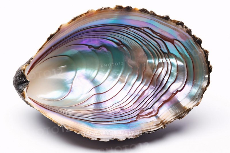 Abalone shell on white background. KI generiert, generiert, AI generated