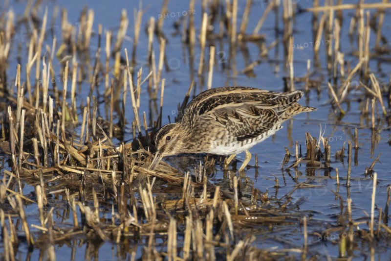 Common snipe (Gallinago gallinago) adult bird feeding amongst a reedbed, England, United Kingdom, Europe