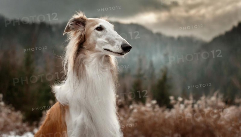 Pets, dog, borzoi, greyhound, recognised Russian dog breed, AI-generated, AI-generated, AI generated