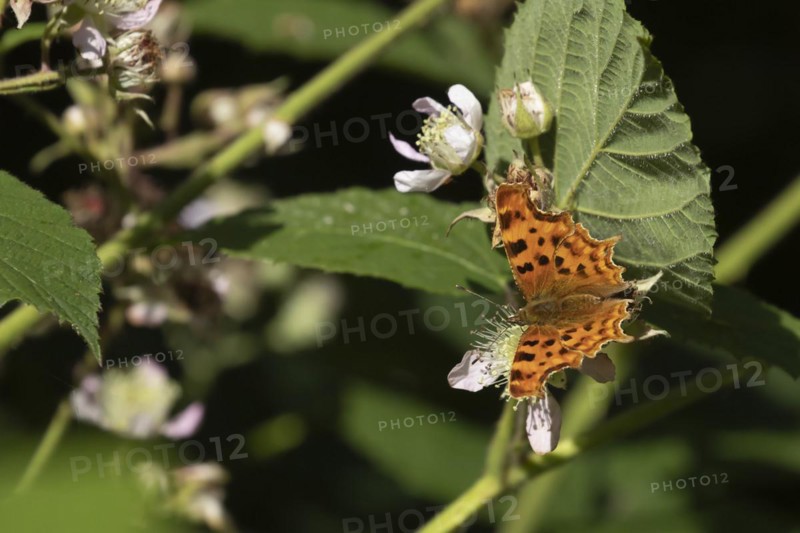 Comma (Polygonia c-album) butterfly feeding on a Bramble flower in a woodland, Suffolk, England, United Kingdom, Europe