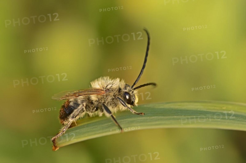Long-horned bee (Eucera spec.), male, Provence, southern France