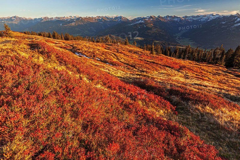 Autumn colouring of blueberry (Vaccinium) in front of mountains, evening light, view of Schladminger Tauern, Austria, Europe