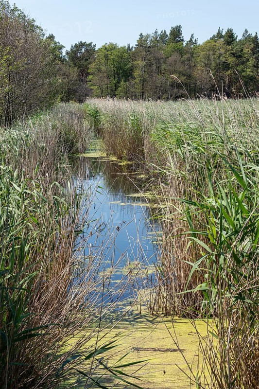 Moat, reed grass, trees, circular hiking trail, Darßer Ort, Born a. Darß, Mecklenburg-Western Pomerania, Germany, Europe