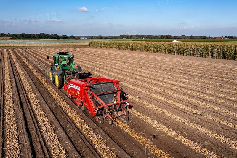Potato harvest, so-called split harvesting method, first the tubers are taken out of the ground with a row layer, photo, then, after a short drying phase, collected with a bunker harvester and loaded, North Rhine-Westphalia, Germany, Europe