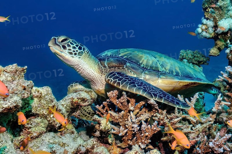Green turtle (Chelonia mydas) green turtle sleeping sits with half-closed eyes on coral in coral reef, in the foreground sea goldies (Pseudanthias squamipinnis), Red Sea