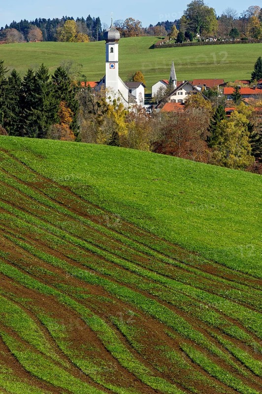 Green meadow with traces of tractor, parish church St. Ägidius, Gmund am Tegernsee, Mangfall mountains, Bavarian Prealps, Alps, Upper Bavaria, Bavaria, Germany, Europe