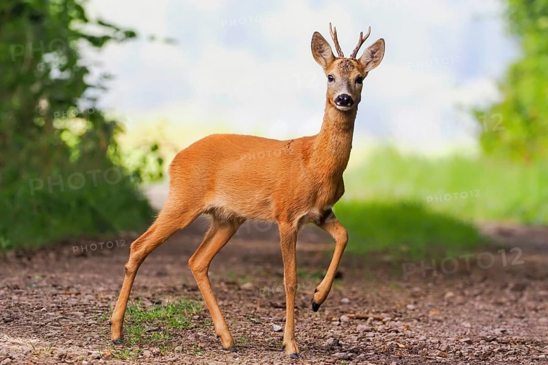 A european roe deer (Capreolus capreolus) with raised leg stands on a forest path and looks into the camera, Hesse, Germany, Europe