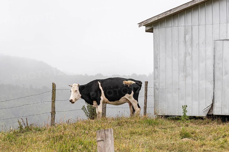Cow stands next to a barn, Road W-254, Chiloe, Chile, South America