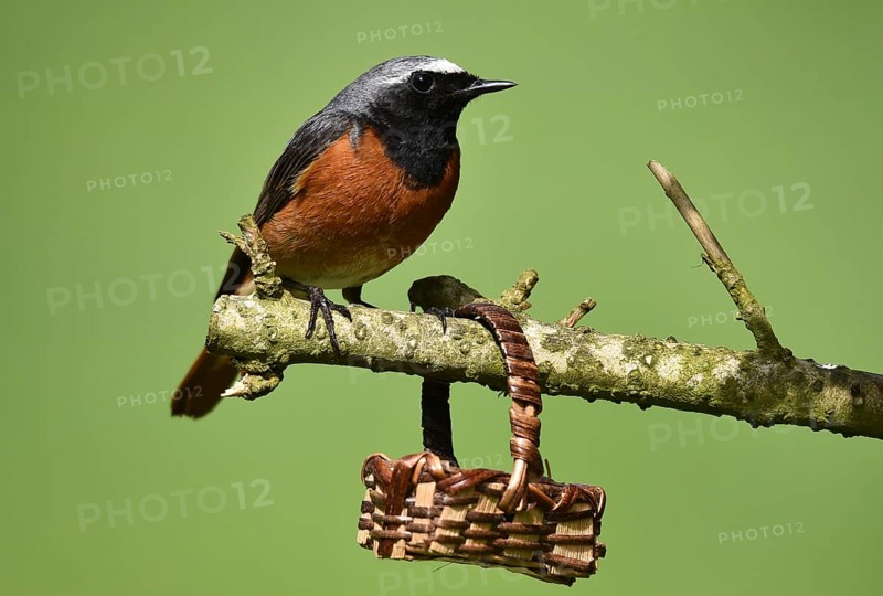 Common redstart (phoenicurus phoenicurus) on a branch, Germany, Europe