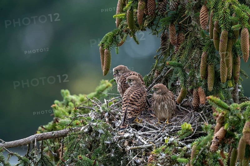 Common kestrel (Falco tinnunculus), young birds not yet ready to fly in the nest, Rhineland-Palatinate, Germany, Europe
