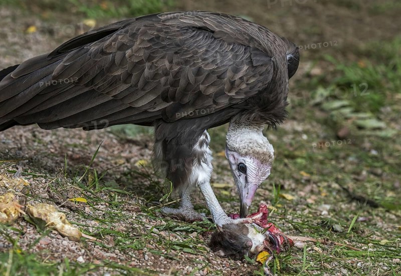 Hooded vulture (Necrosyrtes monachus) native to Africa eating dead rodent
