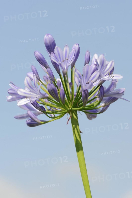 Blue lily (Agapanthus africanus), flowers, native to Africa, ornamental plant, North Rhine-Westphalia, Germany, Europe