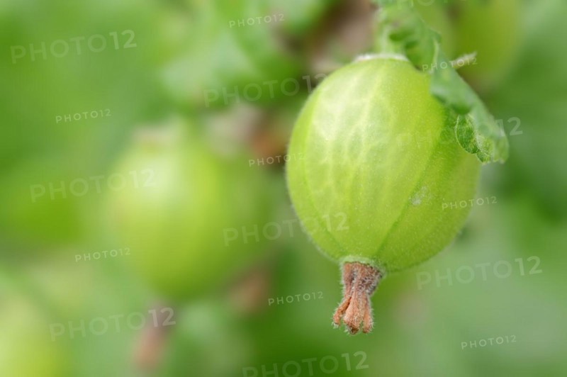 Gooseberry (Ribes uva-crispa, Ribes grossularia), fruit on the bush, North Rhine-Westphalia, Germany, Europe
