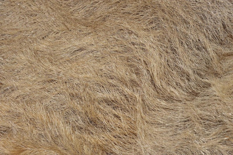 Woolly pig or Mangalica pig (Sus scrofa domesticus), fur detail, Lower Saxony, Germany, Europe