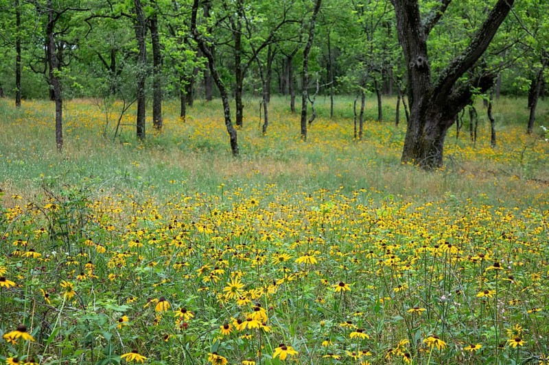 Yankee Springs Twp., Michigan, Black-Eyed Susans (Rudbeckia hirta) in a forest clearing