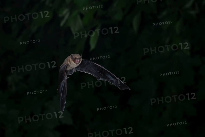 Common pipistrelle (Pipistrellus pipistrellus) hunting insects in front of deciduous forest, Brandenburg, Germany, Europe