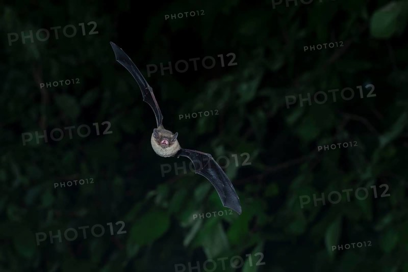 Brandt's bat (Myotis brandtii) hunting insects in front of deciduous forest, Brandenburg, Germany, Europe