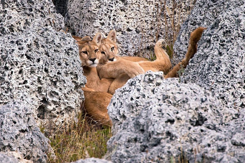 Cougar (Felis concolor patagonica) wbl. Torres del Paine NP, Chile, Torres del Paine NP, South America