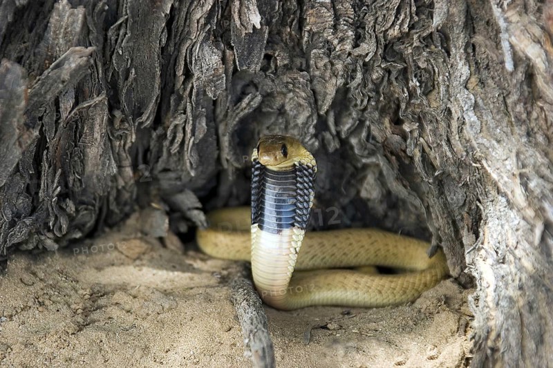 Cape Cobra, (Naja nivea), Young Cape Cobra in defence position, Cobra, Cobra, Kalahari Gemsbok NP, South Africa, Africa