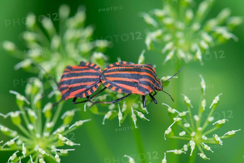 Italian striped bugs (Graphosoma italicum) mating on a flower, Bavaria, Germany, Europe