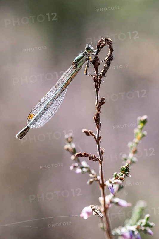 Emerald Damselfly (Lestes viridis), Emsland, Lower Saxony, Germany, Europe