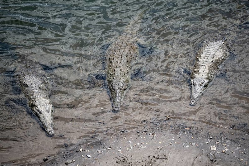 American crocodile (Crocodylus acutus) swimming in the water, from above, Rio Tarcoles, Carara National Park, Puntarenas Province, Costa Rica, Central America
