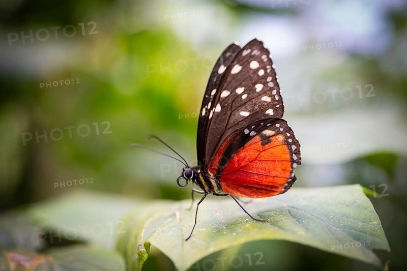 Tarricina half glasswing (Tithorea tarricina pinthias), red black butterfly sitting on a leaf, Alajuela province, Costa Rica, Central America