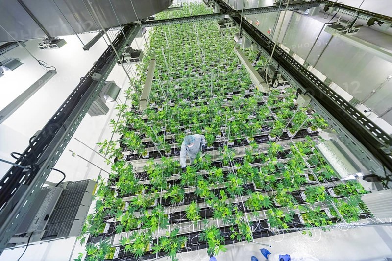 DEU/Saxony/Ebersbach The Saxon cannabis producer Demecan is now the first German company to be authorised to cultivate medicinal cannabis indefinitely under the new Cannabis Act. The company had been authorised to produce since 2019, albeit subject to conditions such as a maximum production quantity or regulated distribution. These conditions will now no longer apply, which will improve the supply situation for medicinal cannabis. The Federal Government Commissioner for Addiction and Drug Issues Burkhard Blienert and Health Minister Petra Köpping took a tour of the production facility to find out more about the production of medicinal cannabis., Federal Drug Commissioner Burghard Blienert and Health Minister Petra Köpping visit Saxon cannabis producer Demecan, Ebersbach, Saxony, Germany, Europe