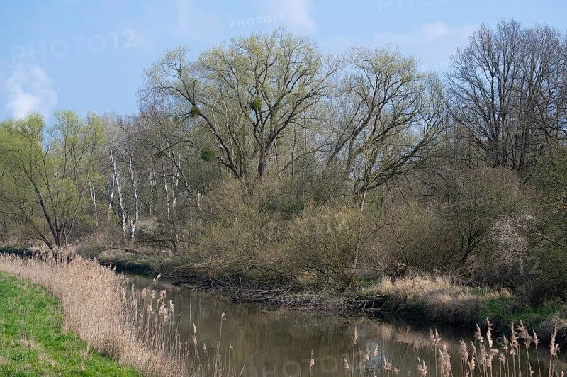 Alluvial forest, softwood floodplain on the Aller, in spring, Lower Saxony, Germany, Europe